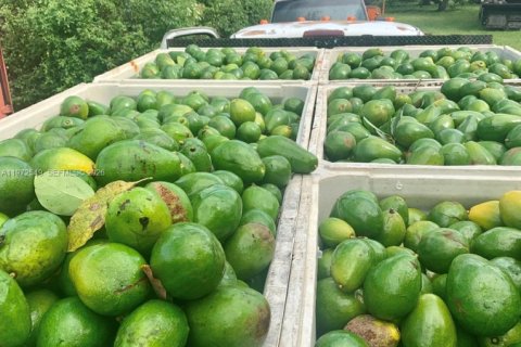 Купить виллу или дом в Хомстед, Флорида 3 спальни, 301.37м2, № 2036396 - фото 15