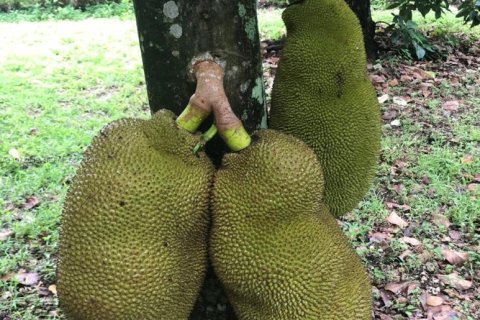 Купить виллу или дом в Хомстед, Флорида 3 спальни, 301.37м2, № 2036396 - фото 17