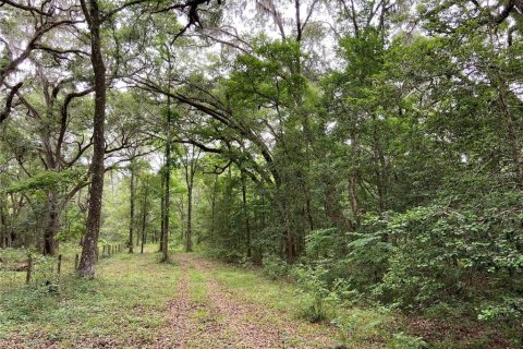 Land in Williston, Florida № 1513696 - photo 4