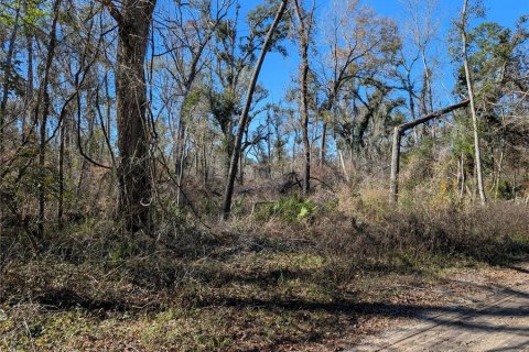 Land in Mayo, Florida № 2160210 - photo 6