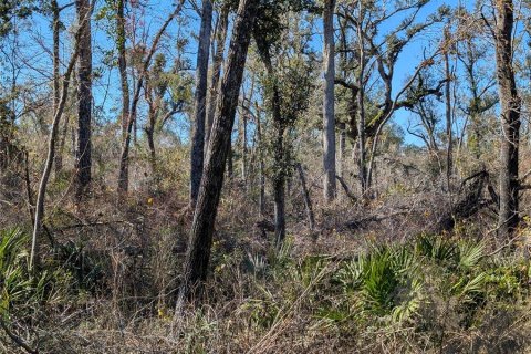 Land in Mayo, Florida № 2160210
