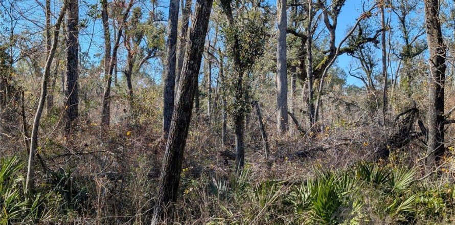 Land in Mayo, Florida № 2160210