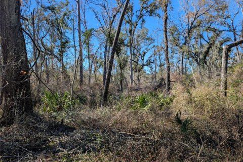 Land in Mayo, Florida № 2160210 - photo 9