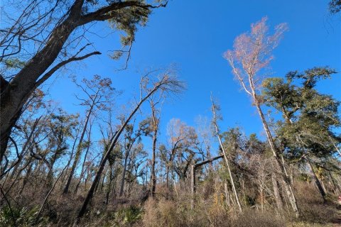 Land in Mayo, Florida № 2160210 - photo 2