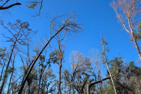 Land in Mayo, Florida № 2160210 - photo 7