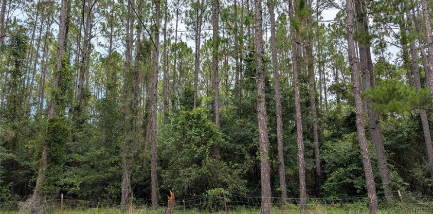 Terreno en Gainesville, Florida № 1847846