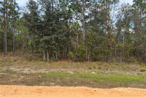 Land in Hawthorne, Florida № 1442256 - photo 3