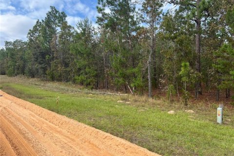 Land in Hawthorne, Florida № 1442256 - photo 2