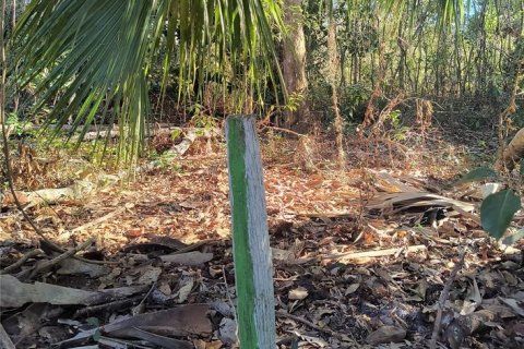 Land in Gainesville, Florida № 2161007 - photo 6