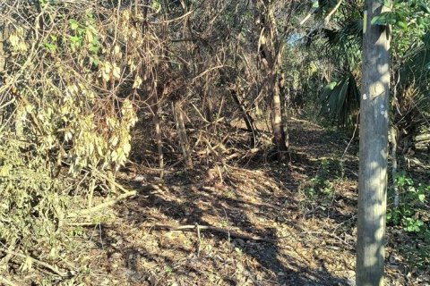 Land in Gainesville, Florida № 2161007 - photo 5