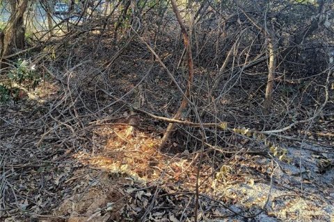 Land in Gainesville, Florida № 2161007 - photo 13