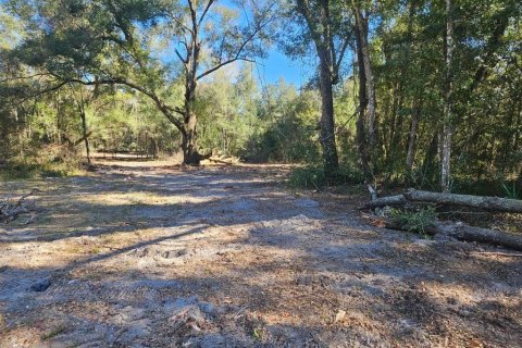Land in Citra, Florida № 1341060 - photo 3