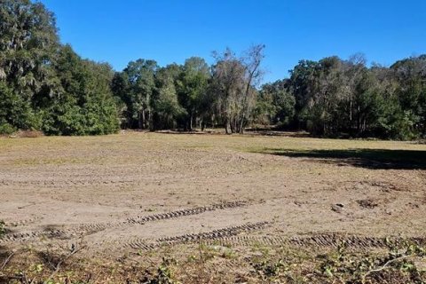Land in Citra, Florida № 1341060 - photo 7