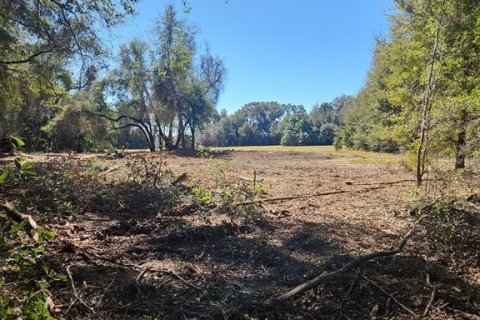Land in Citra, Florida № 1341060 - photo 8