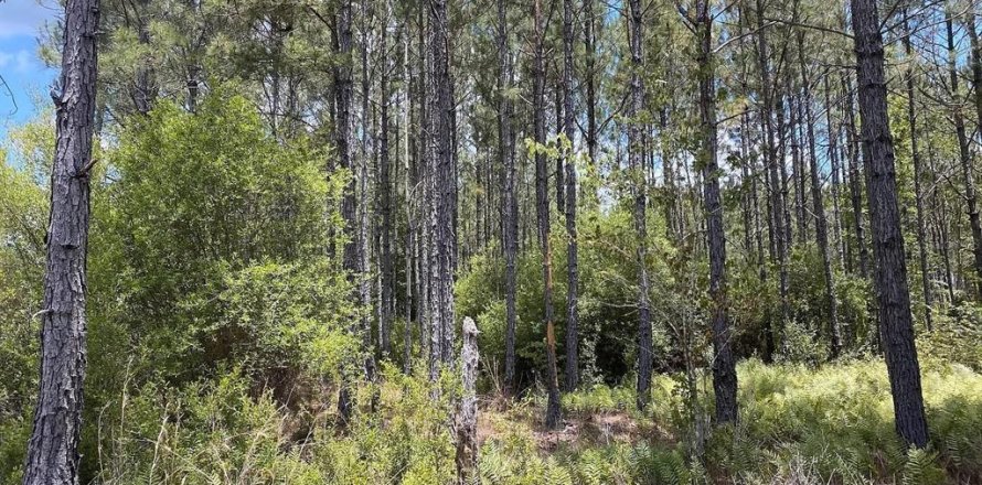 Land in Greenville, Florida № 1614692