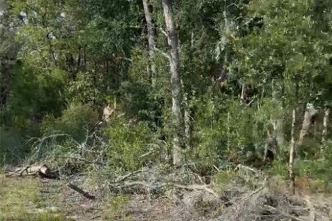 Terreno en venta en Bronson, Florida № 2213075 - foto 3