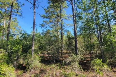 Land in Dunnellon, Florida № 2162662 - photo 3