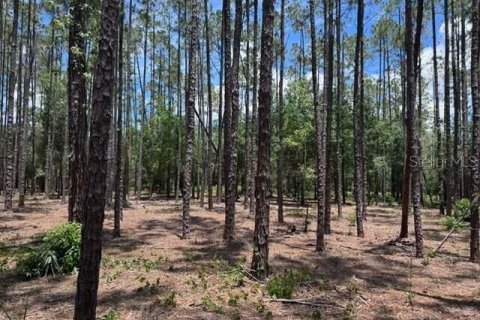 Land in Lutz, Florida № 2283578