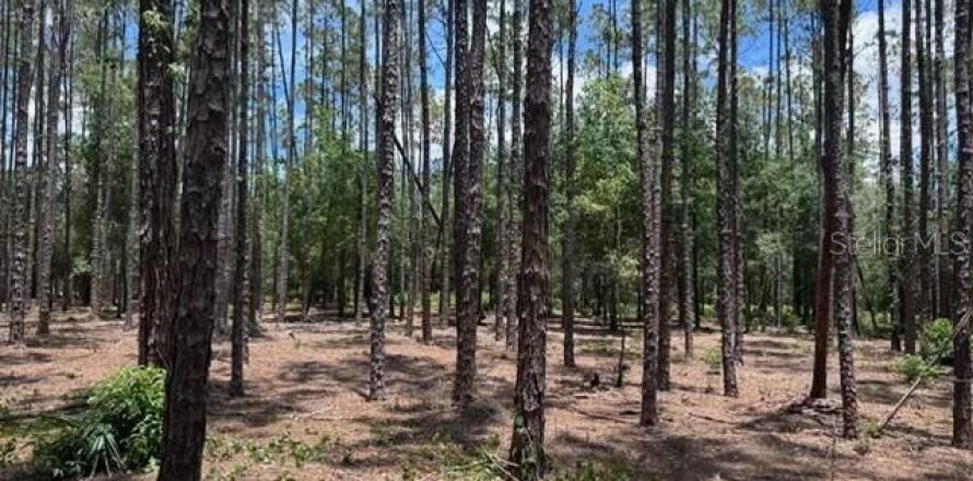 Land in Lutz, Florida № 2283578