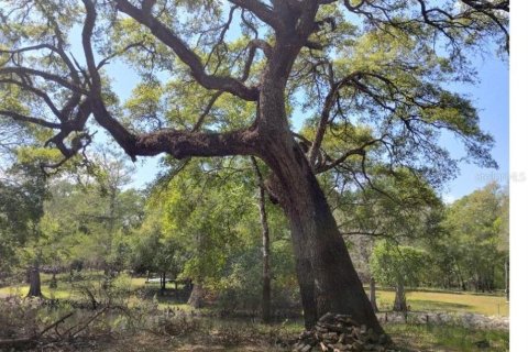 Terreno en venta en Dade City, Florida № 1578786 - foto 6