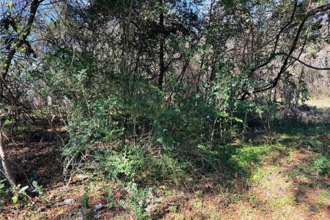 Land in Alachua, Florida № 2161996 - photo 2