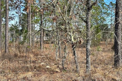 Land in Williston, Florida № 2214974 - photo 5