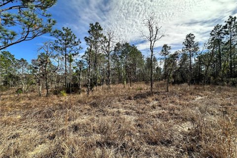 Land in Williston, Florida № 2214974 - photo 2