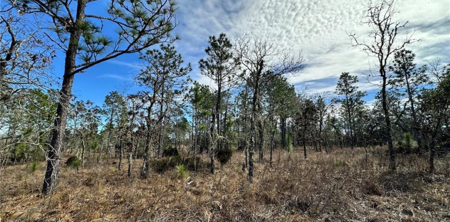 Land in Williston, Florida № 2214974