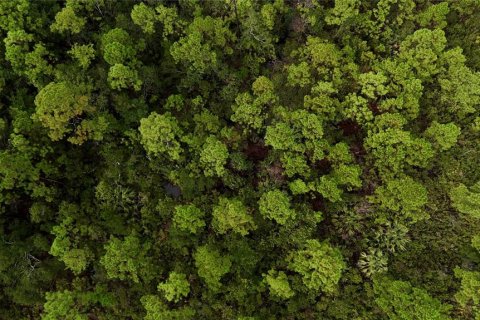 Terreno en venta en Perry, Florida № 1917092 - foto 12