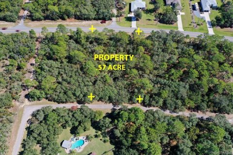 Land in Beverly Hills, Florida № 2158683 - photo 10