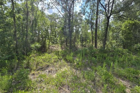 Land in Williston, Florida № 2237612