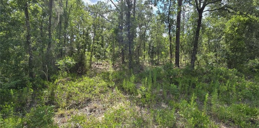 Terrain à Williston, Floride № 2237612