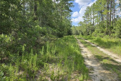 Terrain à vendre à Williston, Floride № 2237612 - photo 6