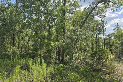 Terrain à vendre à Williston, Floride № 2237612 - photo 4