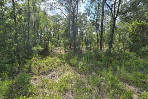 Terrain à vendre à Williston, Floride № 2237612 - photo 11