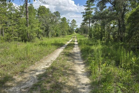 Terrain à vendre à Williston, Floride № 2237612 - photo 5