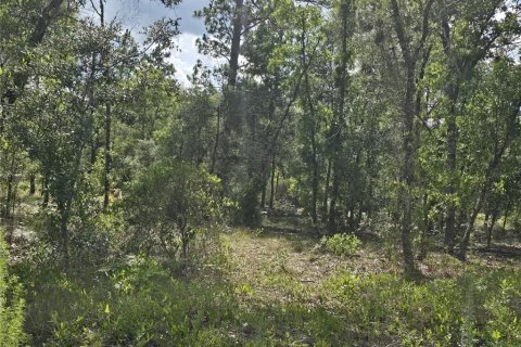 Terrain à vendre à Williston, Floride № 2237612 - photo 2