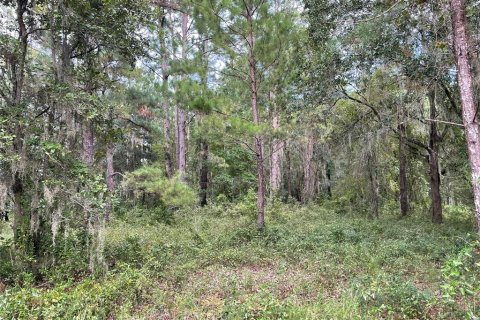 Terreno en venta en Williston, Florida № 1903252 - foto 4