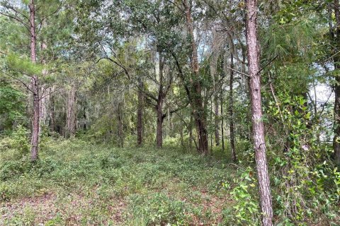 Terreno en venta en Williston, Florida № 1903252 - foto 5