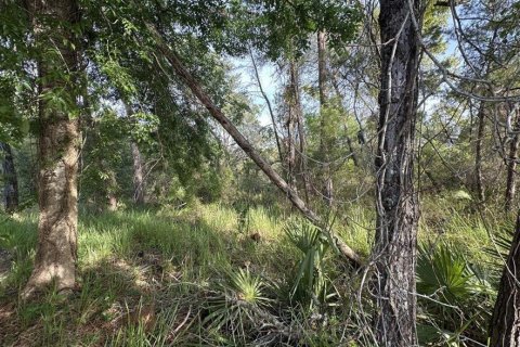 Terrain à vendre à Ocala, Floride № 2221685 - photo 3