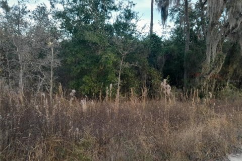 Land in Williston, Florida № 2162358 - photo 2