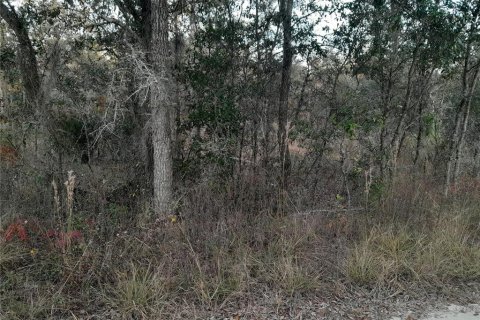 Land in Williston, Florida № 2162358 - photo 4
