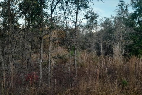 Land in Williston, Florida № 2162358 - photo 3