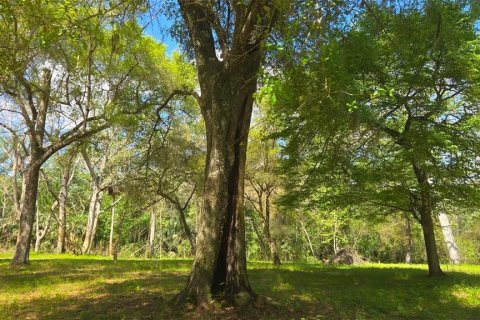 Land in Astor, Florida № 2102419 - photo 6