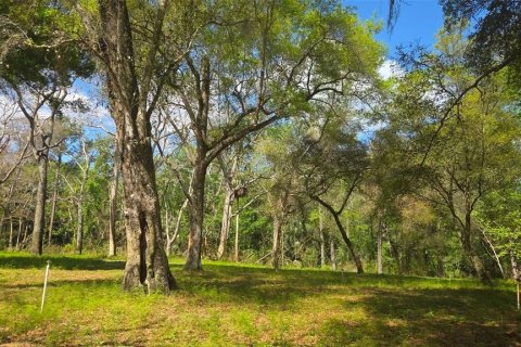 Land in Astor, Florida № 2102419 - photo 4