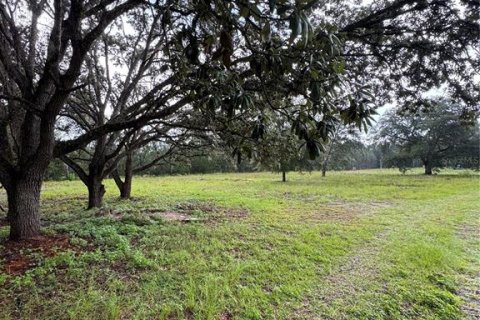 Land in Williston, Florida № 1844508 - photo 7