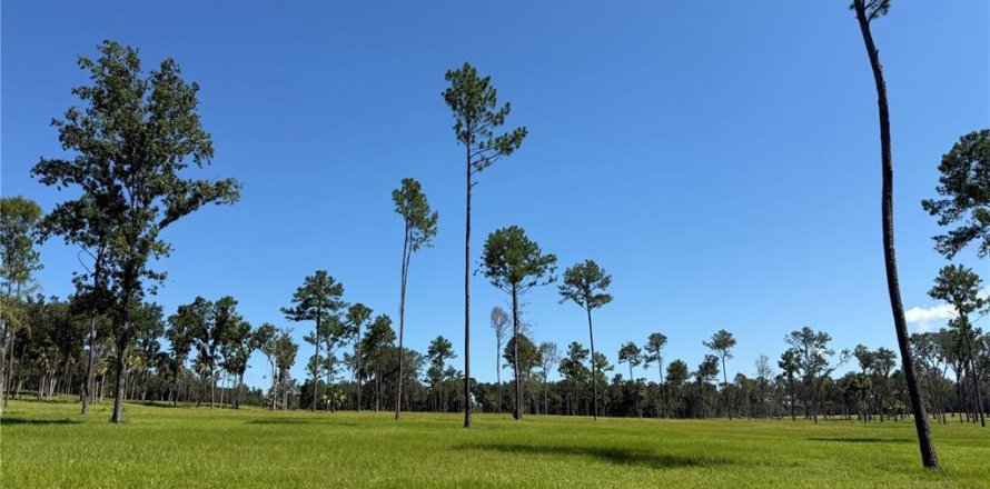 Terrain à Micanopy, Floride № 1917484
