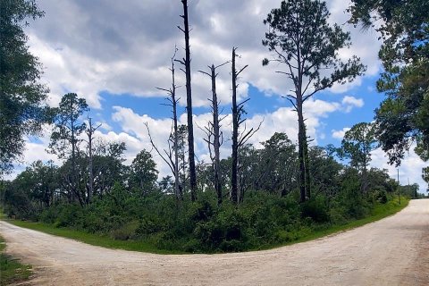 Land in Webster, Florida № 2161067 - photo 2