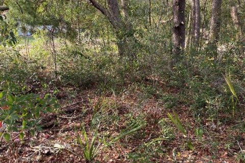 Land in Lady Lake, Florida № 2163148 - photo 3