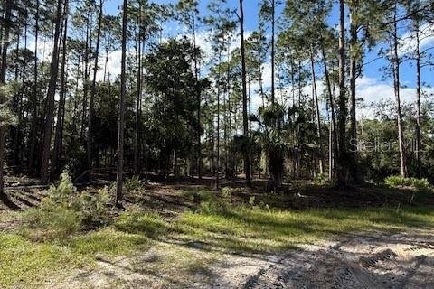 Land in Georgetown, Florida № 2165881 - photo 2